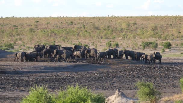 Een Grote Kudde Afrikaanse Bush Olifanten Khaudum National Park Namibië — Stockvideo