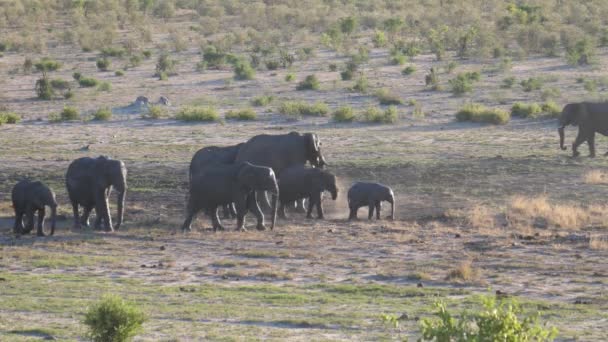 Hjord Afrikanska Bush Elefanter Går Torr Savann — Stockvideo