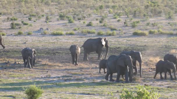 Troupeau Éléphants Bush Afrique Marchant Sur Une Savane Sèche — Video