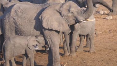 Anne Afrika Çalı fili, Namibya 'daki Khaudum Ulusal Parkı' nda yavrusunu besliyor.
