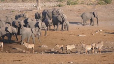 Afrika çalı filleri ve roan antilopları sürüsü bozkırda duruyor.