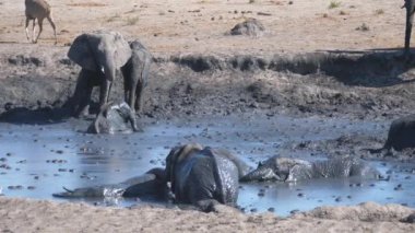 Afrika çalı filleri sürüsü çamur banyosunun tadını çıkarıyor.