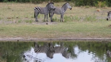 Namibya 'daki Khaudum Ulusal Parkı' nda bir gölün etrafında üç zebra.