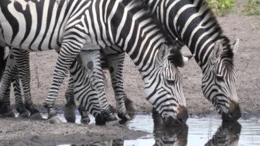Namibya 'daki Khaudum Ulusal Parkı' ndaki bir su birikintisinden içen zebralara yakın çekim