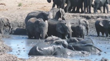 Afrika çalı filleri sürüsü çamur banyosunun tadını çıkarıyor.