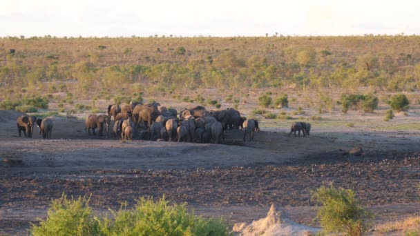 Stor Flok Afrikanske Bush Elefanter Khaudum National Park Namibia – Stock-video