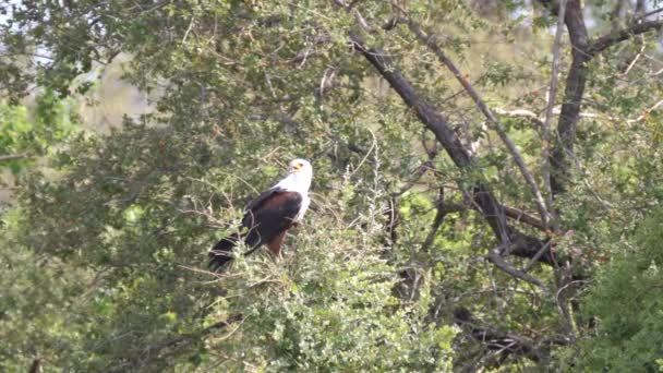 African Fish Eagle Tree Khaudum National Park Namibia — Stock Video