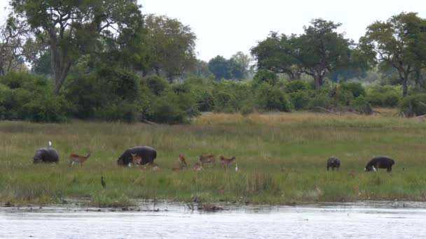 Hiponas Pastando Lado Lago Cercado Impalas Parque Nacional Khaudum Namíbia — Vídeo de Stock