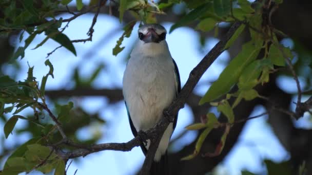 Woodland Kingfisher Árbol — Vídeo de stock