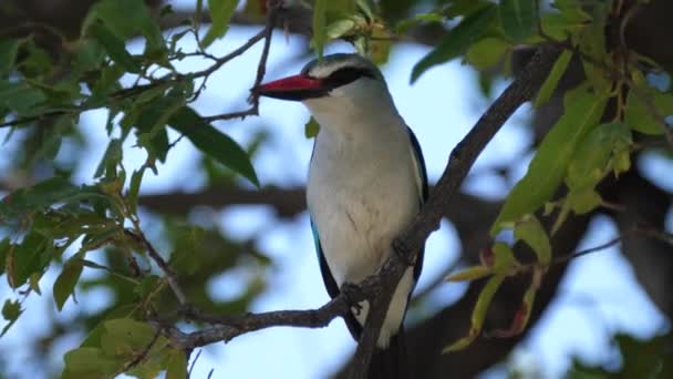 Woodland Kingfisher Drzewie — Wideo stockowe