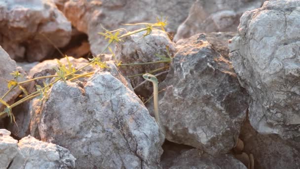 Sett Bush Orm Mellan Klipporna Khaudum National Park Namibia — Stockvideo