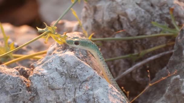 Gros Plan Serpent Tacheté Entre Les Rochers Parc National Khaudum — Video