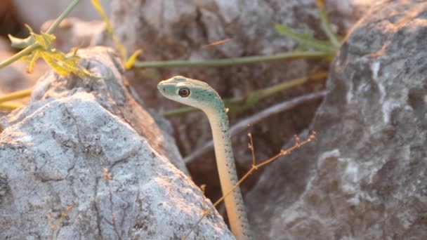 Gros Plan Serpent Tacheté Entre Les Rochers Parc National Khaudum — Video