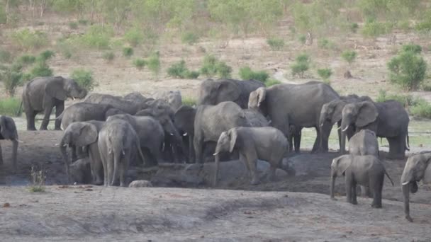 Stado Afrykańskich Słoni Krzaczastych Wokół Prawie Suchego Wodopoju — Wideo stockowe
