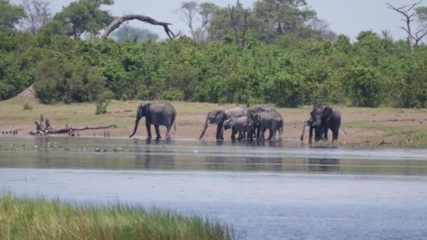 Stado Afrykańskich Słoni Krzaczastych Nad Jeziorem — Wideo stockowe