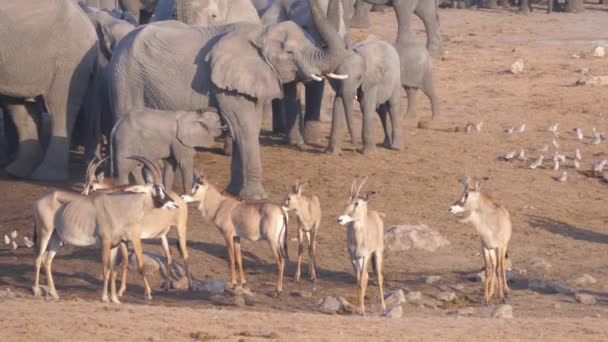 Troupeau Éléphants Bush Afrique Antilope Roan Debout Sur Savane — Video