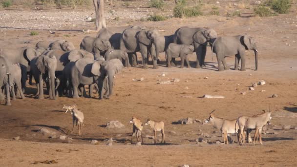 Herd Van Afrikaanse Bush Olifanten Roan Antilope Staan Savanne — Stockvideo
