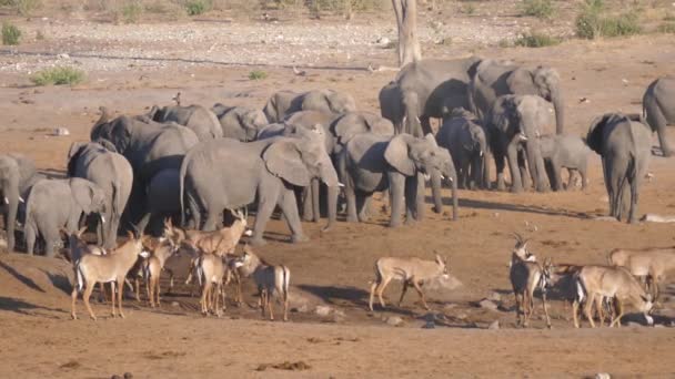 Herd Van Afrikaanse Bush Olifanten Roan Antilope Staan Bij Een — Stockvideo