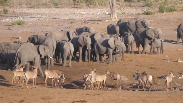 Stado Afrykańskich Słoni Krzaczastych Antylopy Stojące Przy Suchym Otworze Wodnym — Wideo stockowe