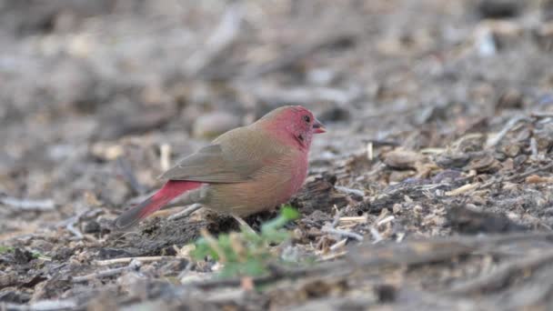 Brązowy Firefinch Zjada Nasiona — Wideo stockowe