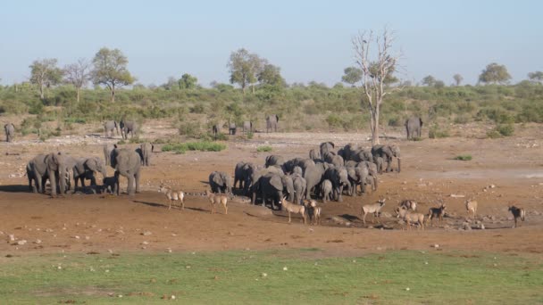 Mandria Elefanti Africani Bush Antilope Roan Piedi Una Pozza Acqua — Video Stock