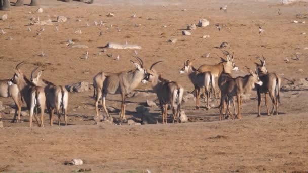 Troupeau Antilope Roan Debout Dans Trou Eau Sec — Video