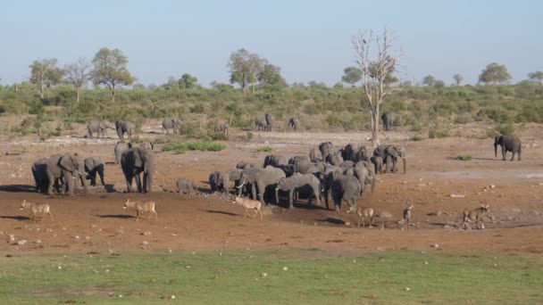 Afrikai Bush Elefántcsorda Szarvas Antilop Áll Egy Száraz Víznyelőnél — Stock videók