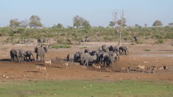 Manada Elefantes Africanos Bush Antílope Romano Pie Pozo Agua Seco — Vídeos de Stock