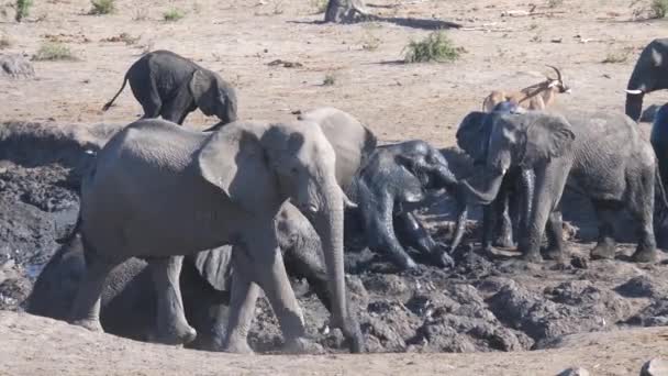 Stado Afrykańskich Słoni Krzaczastych Błotnistej Wodopoju — Wideo stockowe