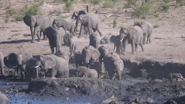 Herd Van Afrikaanse Bush Olifanten Arriveert Bij Een Waterput — Stockvideo