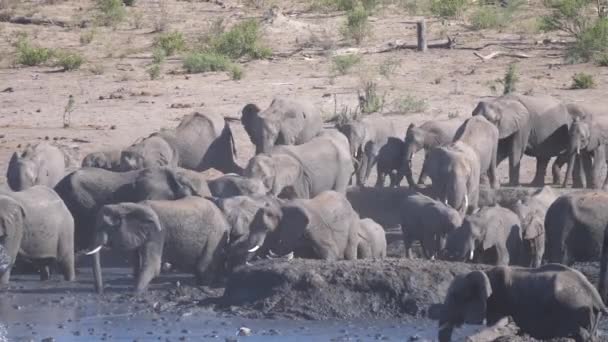 Κοπάδι Των Αφρικανικών Ελεφάντων Μπους Φτάνει Μια Νερόλακκο — Αρχείο Βίντεο