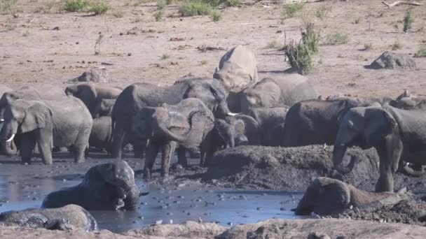 Manada Elefantes Africanos Bush Bañándose Pozo Agua Fangoso — Vídeos de Stock