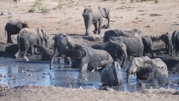 Manada Elefantes Africanos Bush Bañándose Pozo Agua Fangoso — Vídeos de Stock