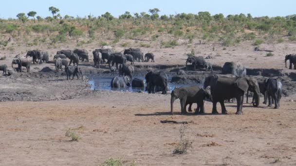 在泥泞的水坑里和周围的非洲小象群 — 图库视频影像