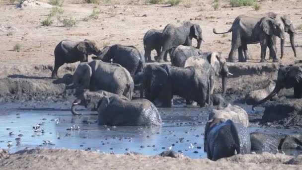 Herde Afrikanischer Bush Elefanten Und Ein Schlammiges Wasserloch — Stockvideo