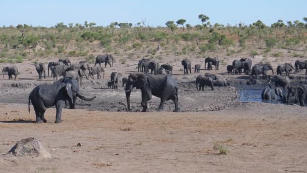 Manada Elefantes Africanos Bush Alrededor Pozo Agua Fangoso — Vídeos de Stock