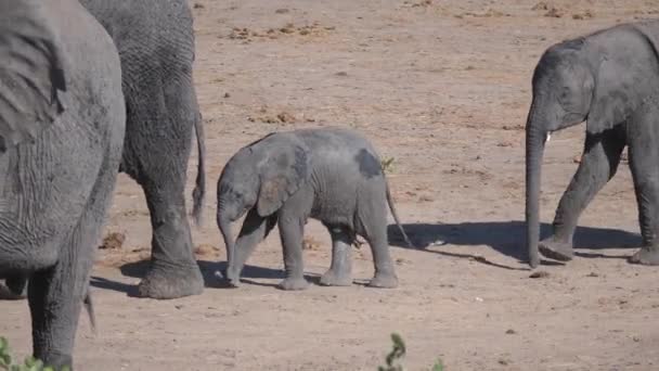 Elefante Bebé Siguiendo Manada Parque Nacional Khaudum Namibia — Vídeos de Stock