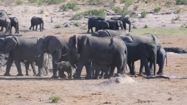 Hjord Afrikanska Bush Elefanter Torr Savann — Stockvideo