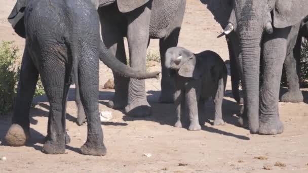 Elefante Bambino Gioca Con Una Parte Una Pietra Gesso — Video Stock