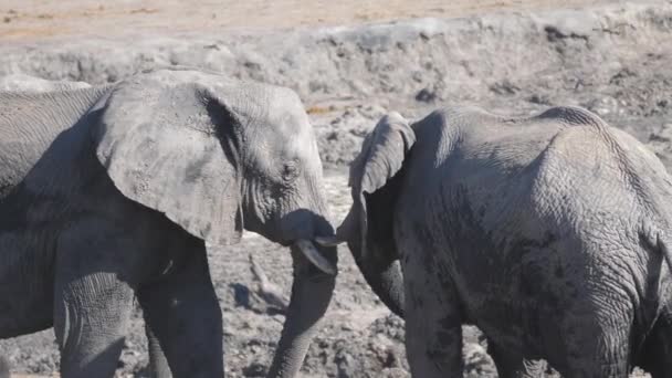 Dos Elefantes Africanos Cabeza Cabeza — Vídeos de Stock