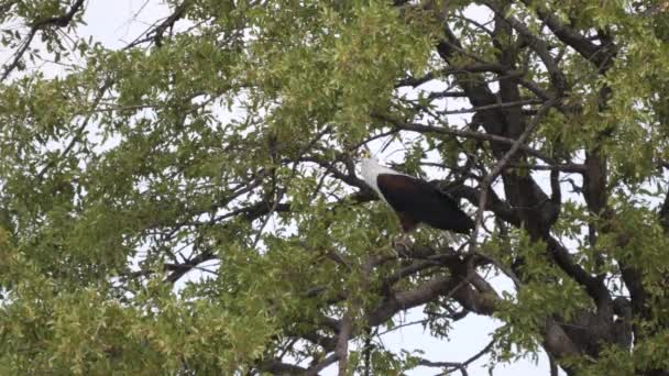 Afrikansk Fiskörn Ett Träd Khaudum National Park Namibia — Stockvideo