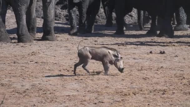 Warthog Con Una Pierna Lesionada Camina Alrededor Una Manada Elefantes — Vídeos de Stock