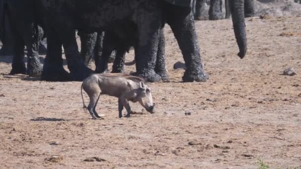 Bacağı Yaralı Bir Yaban Domuzu Namibya Daki Khaudum Ulusal Parkı — Stok video