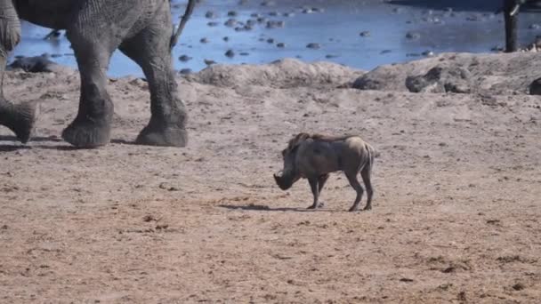 ナミビアのハウダム国立公園で象と一緒に水飲み場の周りに負傷した足を持つウォートグ — ストック動画