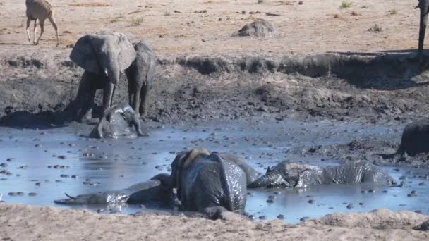 泥風呂を楽しむアフリカのブッシュゾウの群れ — ストック動画