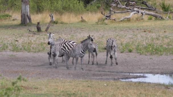 纳米比亚Khaudum国家公园的一个水坑周围成群的斑马 — 图库视频影像