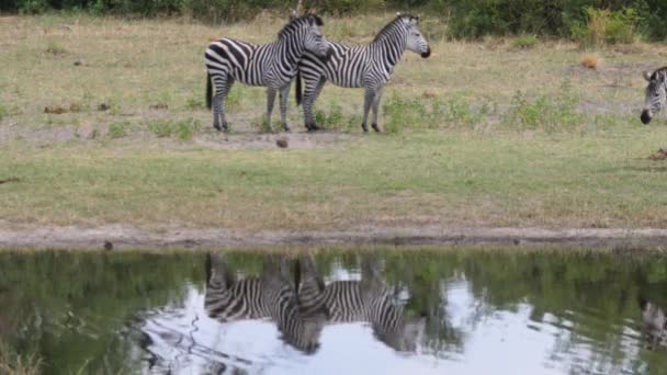 Drie Zebra Rond Een Meer Bij Khaudum National Park Namibië — Stockvideo
