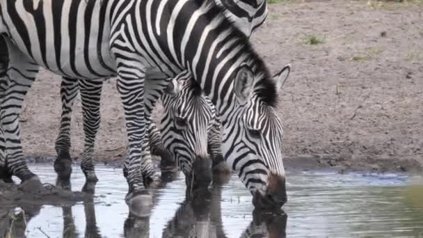 ナミビアのハウダム国立公園の水飲み場からゼブラスを閉じます — ストック動画