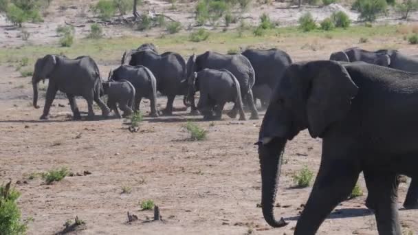 Herd Van Afrikaanse Bush Olifanten Loopt Weg Khaudum National Park — Stockvideo