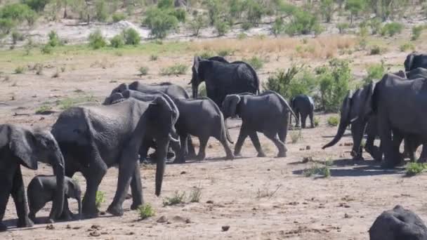 Stado Słoni Afrykańskich Odchodzących Parku Narodowym Khaudum Namibia — Wideo stockowe